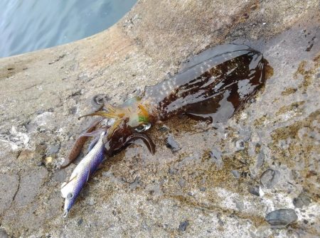 台風前にエギング